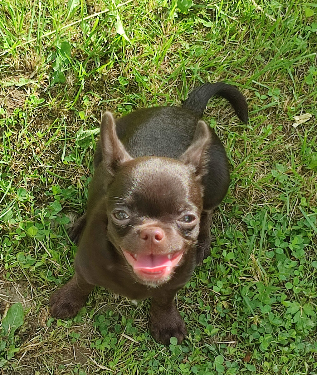 Баксюша на даче..Улыбка просто 🤣