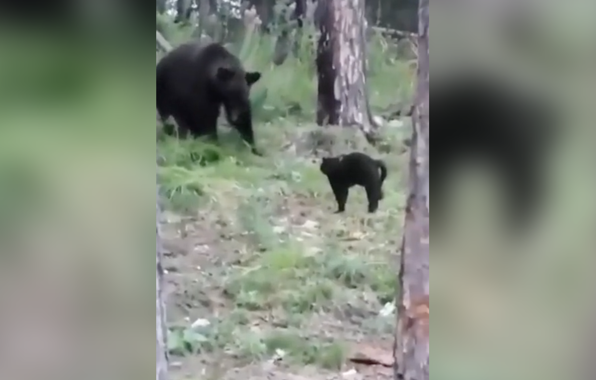 Скриншот из видео