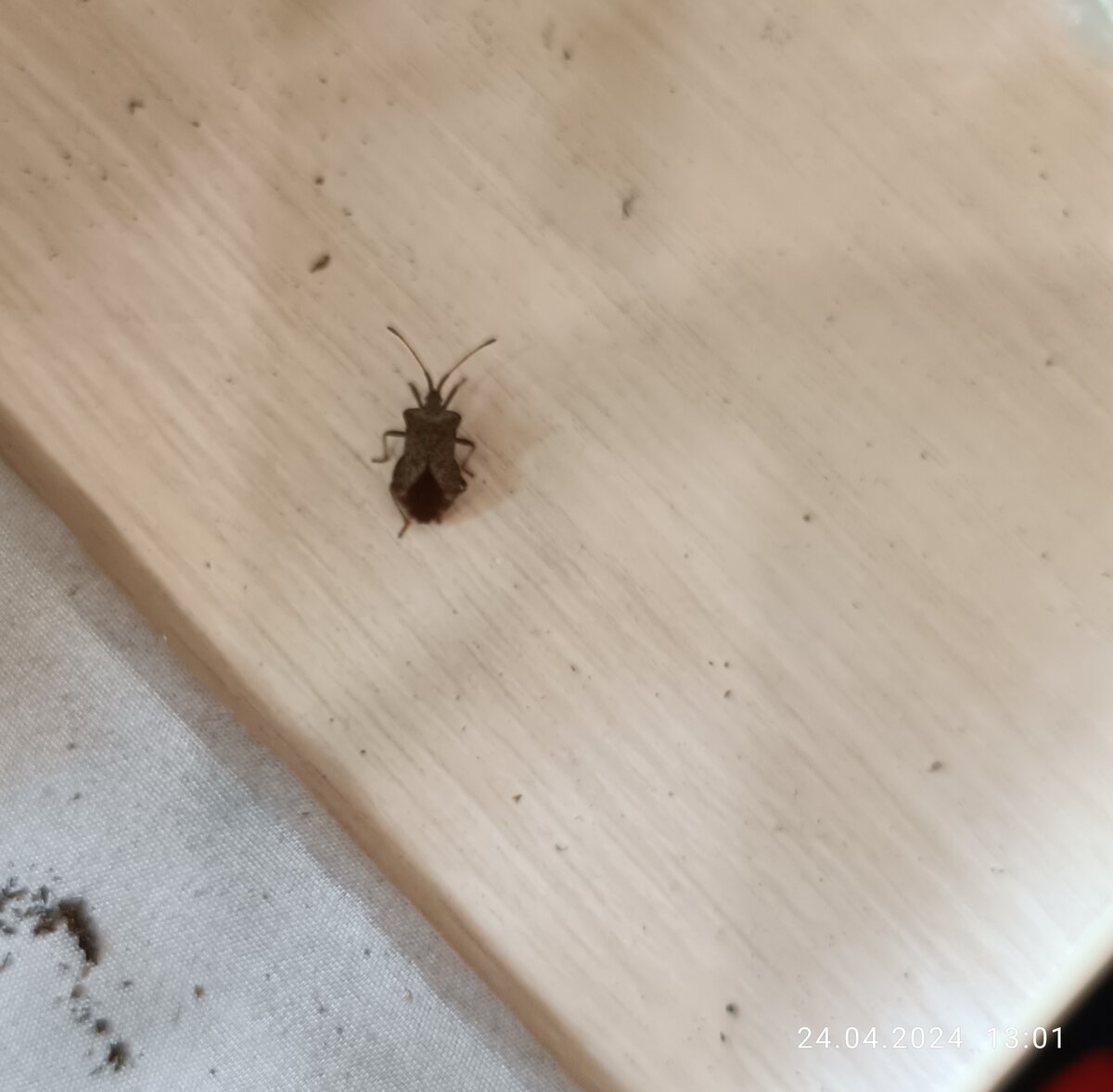 Мог клоп покусать петунию? 