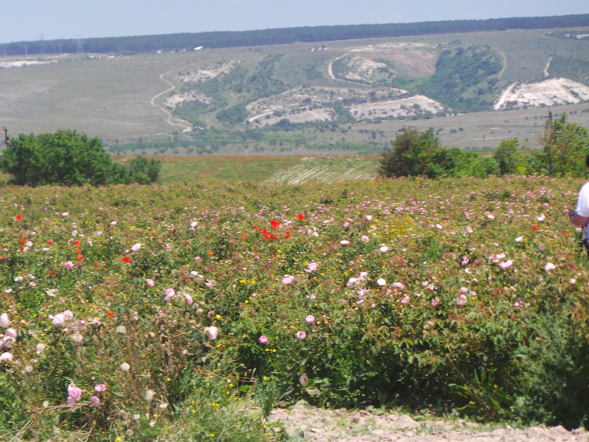 Как такую красоту не запечатлеть!