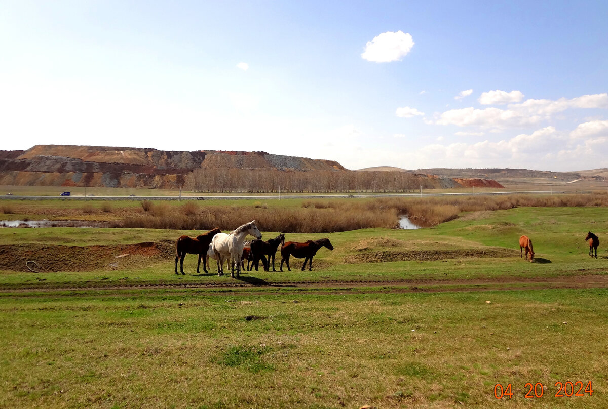 Табун пасущихся лошадей в степи