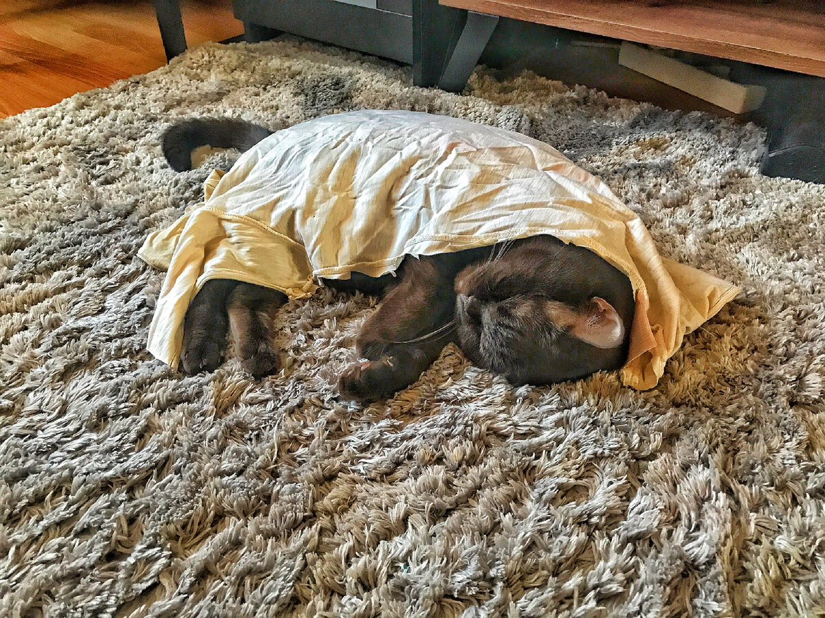 Кот Масик 