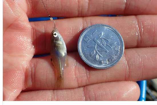 Превосходный улов по филосоции танаго, все обзаводиловались!