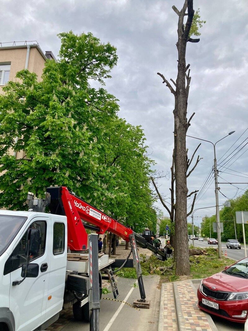 Аварийное дерево спиливают на улице Ленина в Ставрополе | Ставропольский  Дзен | Дзен