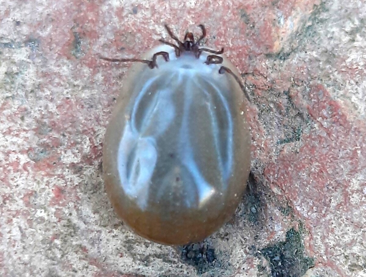 Насосавшийся клещ. Фото автора.