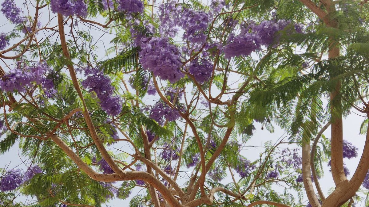 Жакаранда в Египте начало цветения