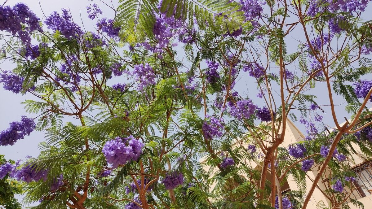 Жакаранда в Египте начало цветения