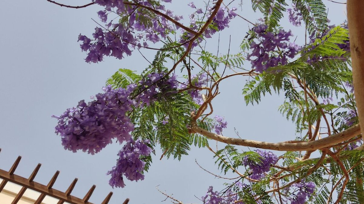 Жакаранда в Египте начало цветения