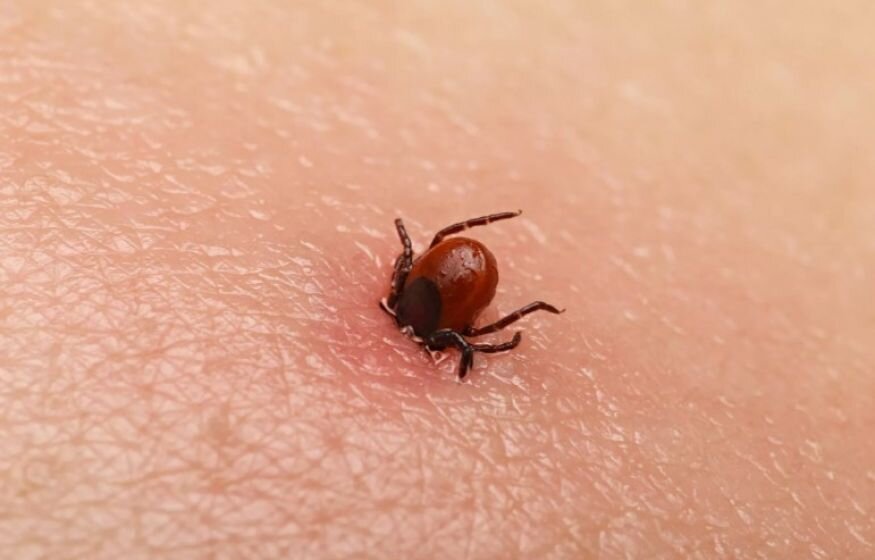    «Этого никто раньше не делал»: Роспотребнадзор обнаружил новые опасные вирусы