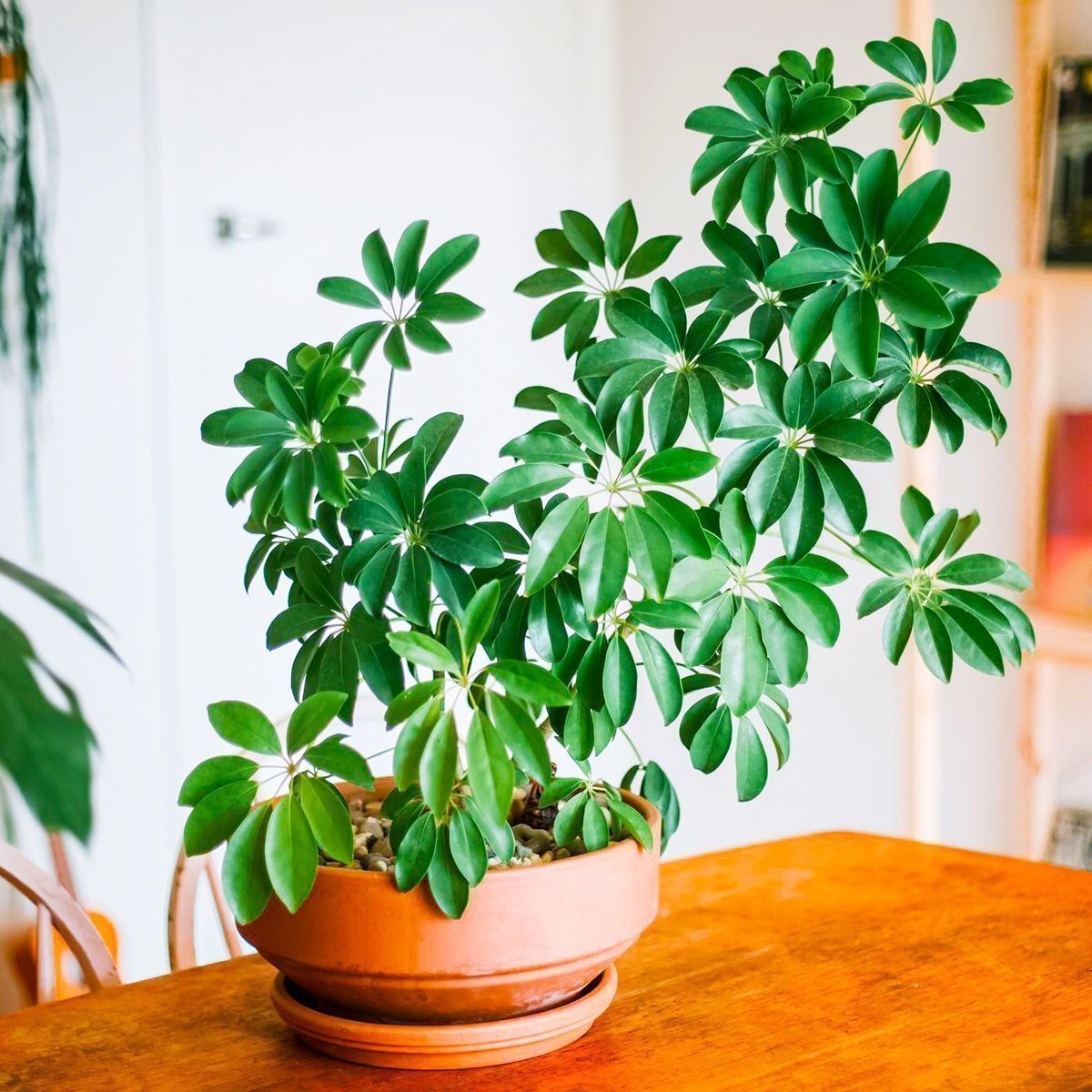 Элегантная Шеффлера