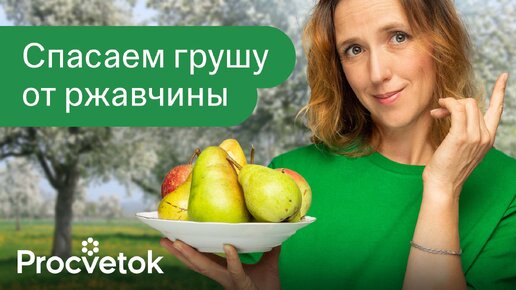 Как я спасла грушу от ржавчины? Вот лучшее средство для обработки груш от ржавчины и других болезней