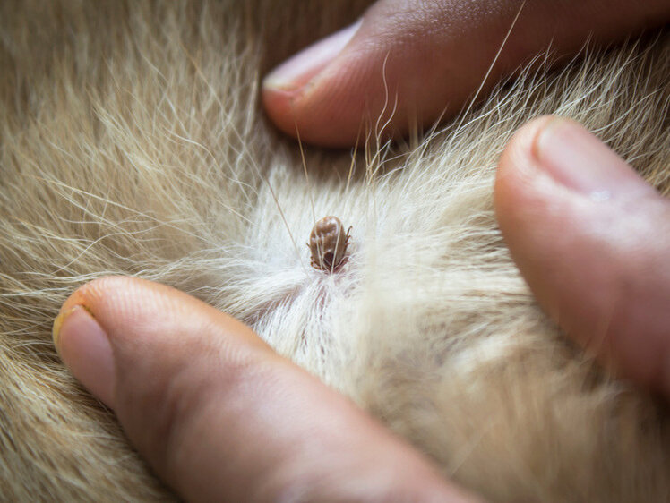     Фото: outdoorlife.com