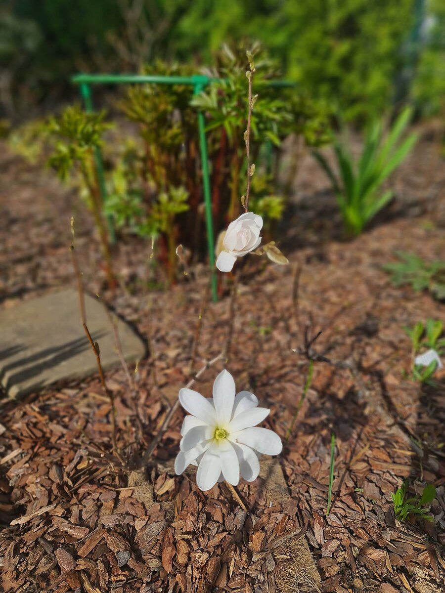 Эта магнолия цветет второй раз
