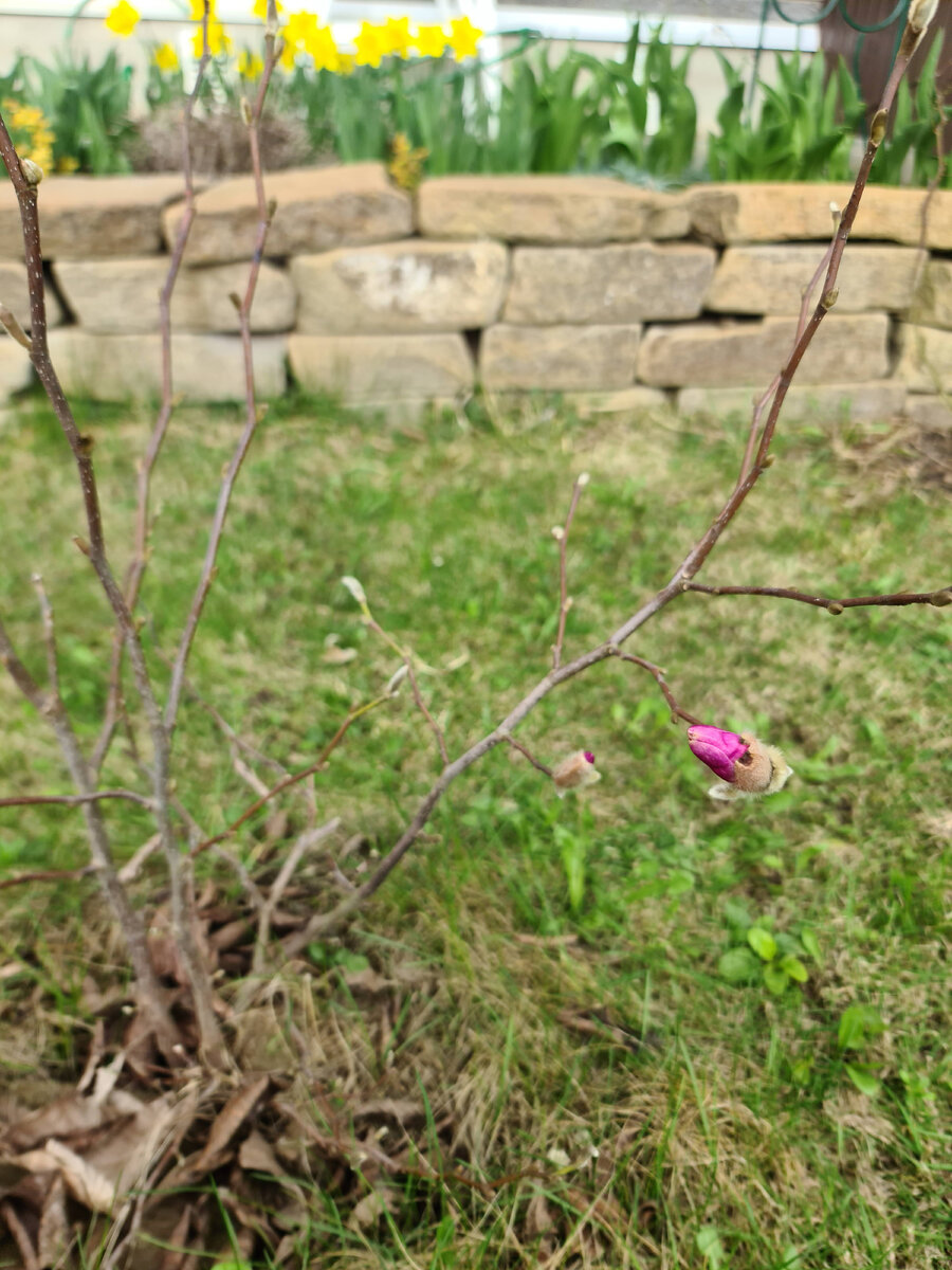 Эта крастока зацвела впервые, хотя вместе с белой были посажены в один год