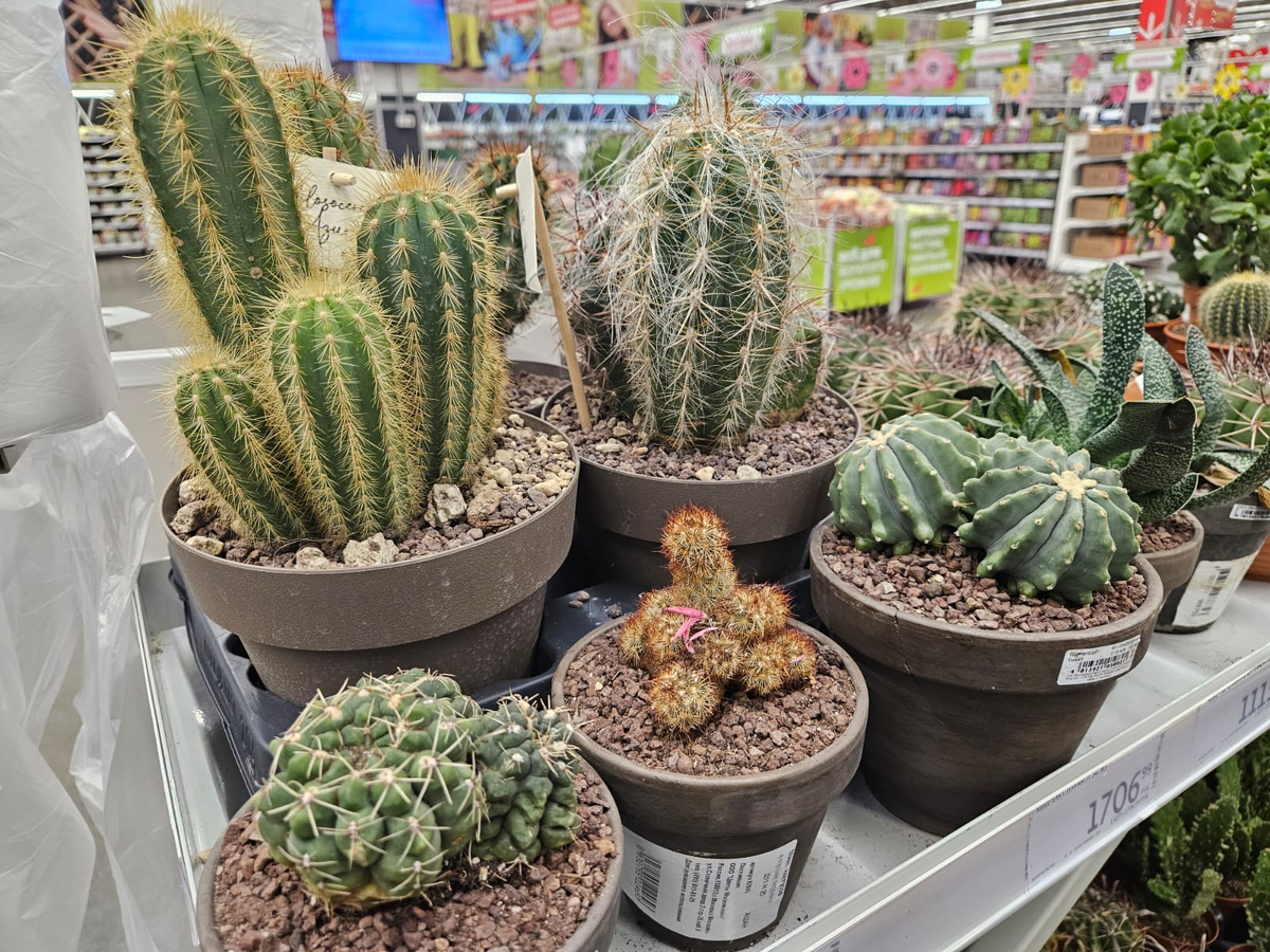 В магазинах сейчас огромный выбор кактусов: от маленького размера до большого