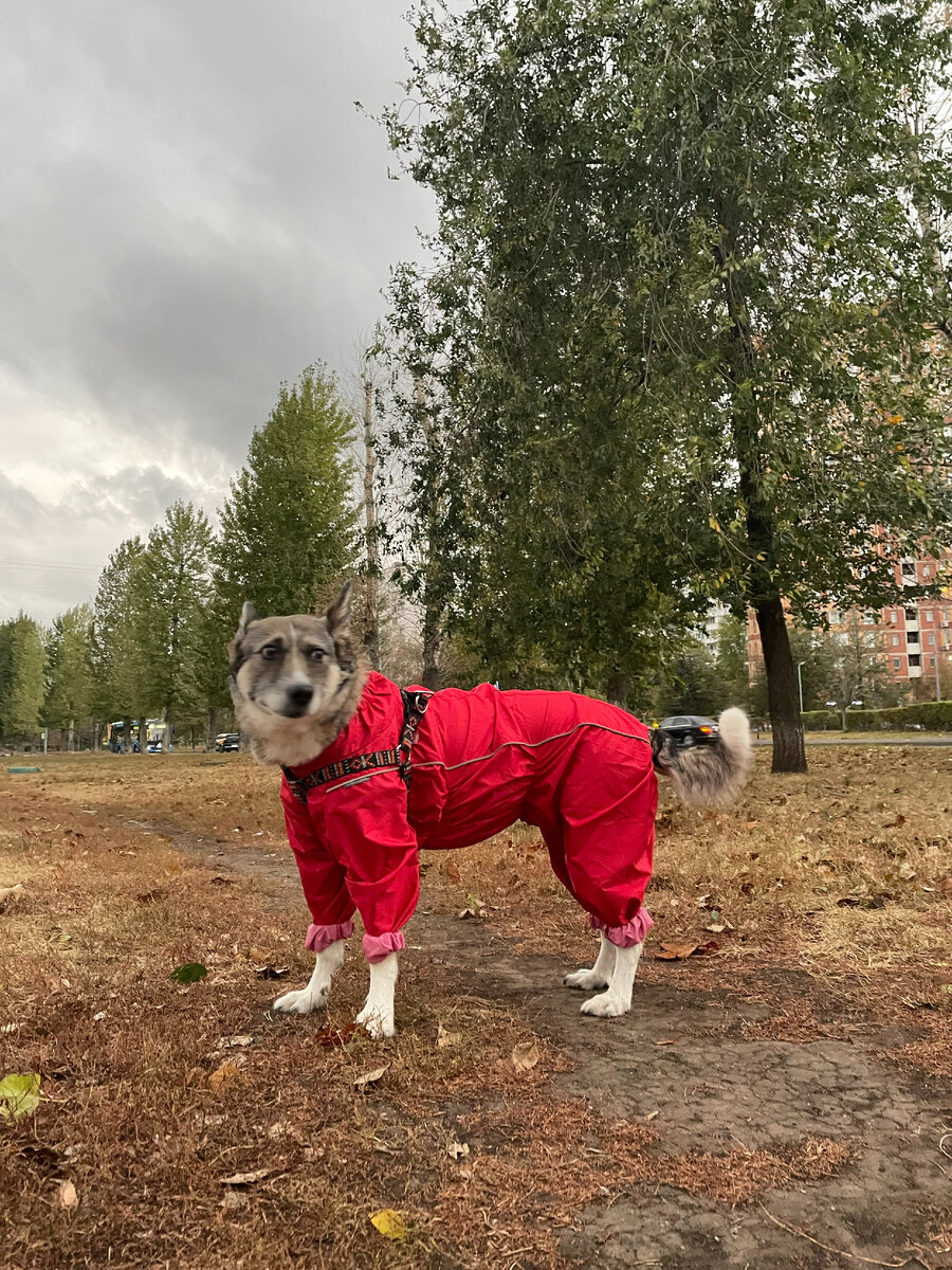 Дворняжка Уля на прогулке. Фото А.Троилиной 