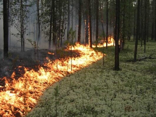    // фото: 61.mchs.gov.ru