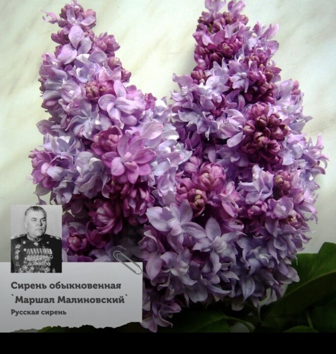 Сорт носит имя государственного и военного деятеля, полководца Родиона Яковлевича Малиновского (1898-1967), маршала Советского Союза, кавалера ордена "Победа" (1945), дважды Героя Советского Союза (1945, 1958). Родион Яковлевич Малиновский прошёл четыре войны, изведал все их тяготы и лишения и окончил военную службу Министром обороны Советского Союза.