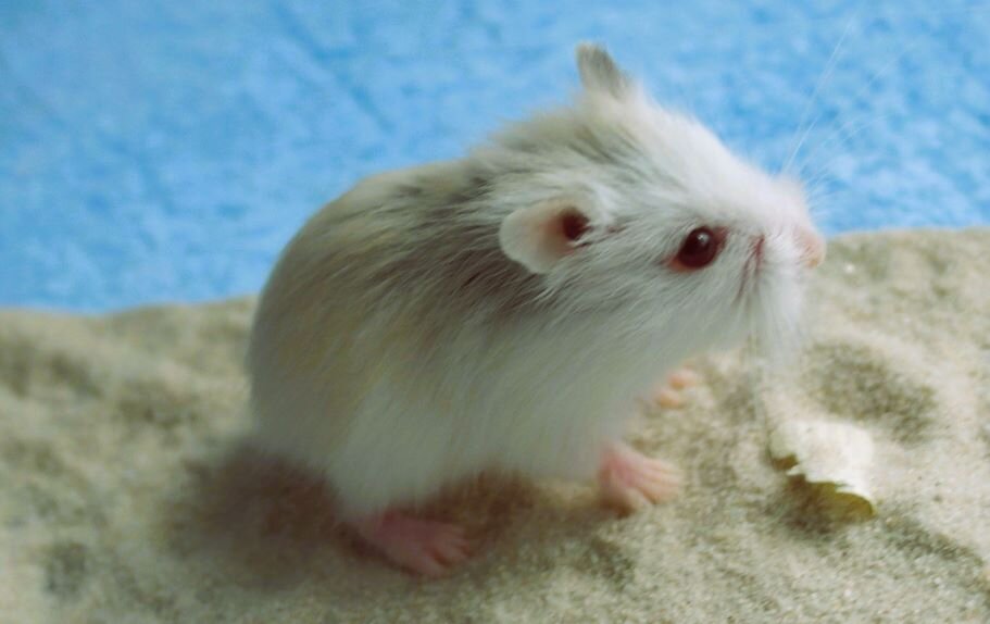 Хомячок Роборовского – прекрасный выбор для тех, кто хочет завести маленького друга. Эта порода отличается дружелюбием, активностью и неприхотливостью в содержании. Главное – обеспечить ему достаточно пространства для игр и правильное питание.