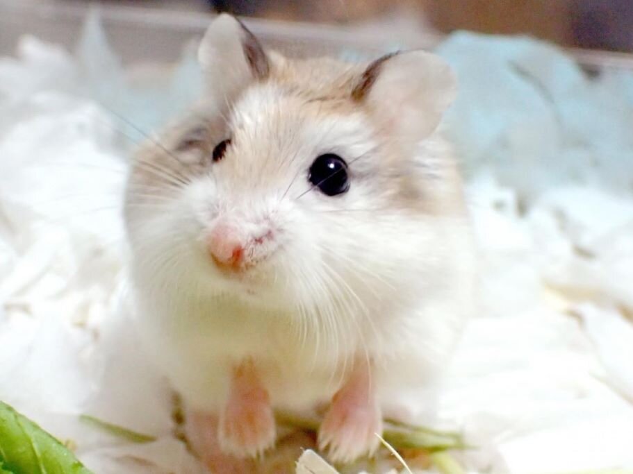 Хомячки Роборовского обитают в песчаных местностях в небольших норках с одним или двумя входами. Они активны в сумерки и ночью.