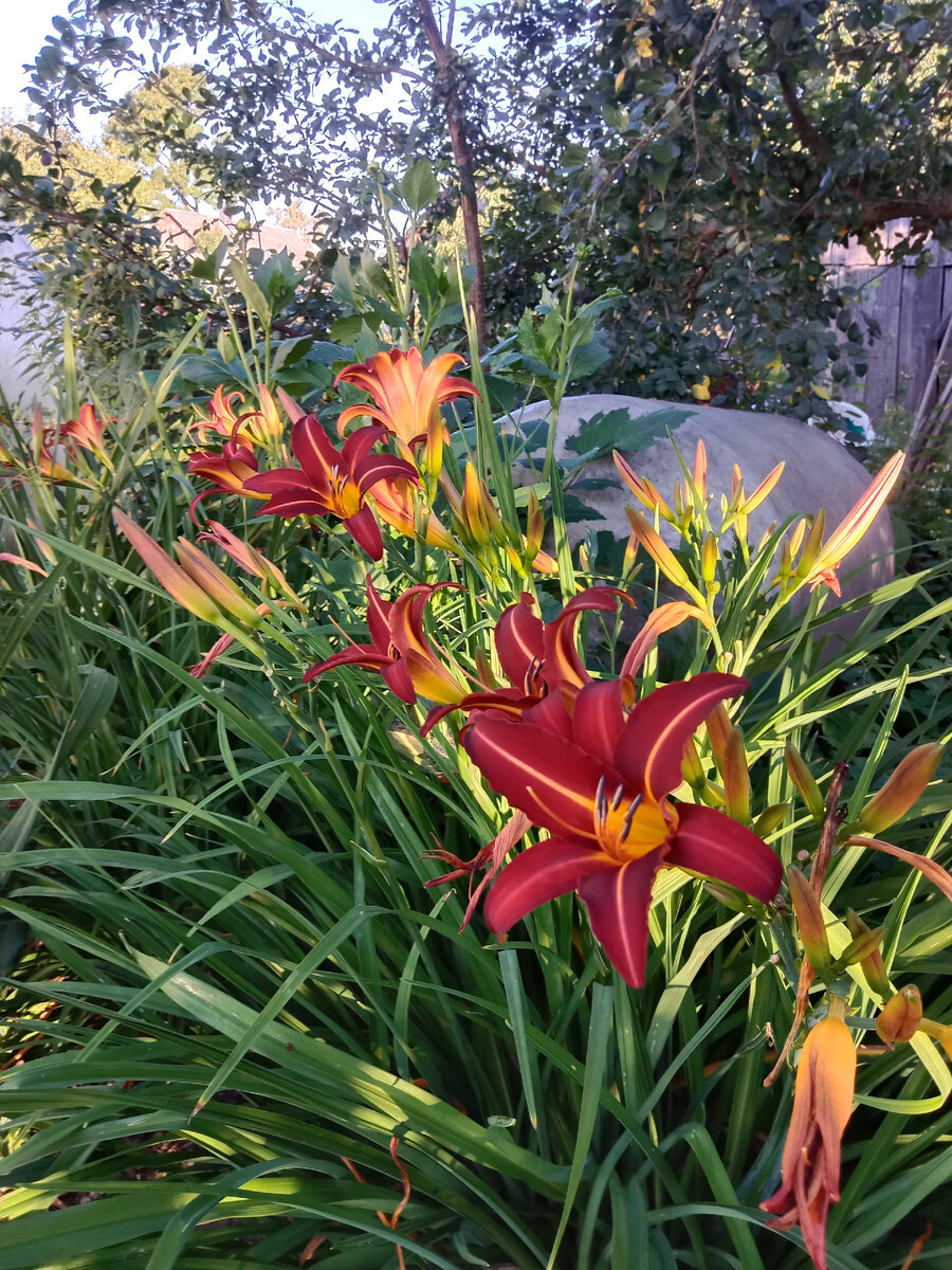 Видовой лилейник. Не кормлю, не поливаю. Цвете отлично