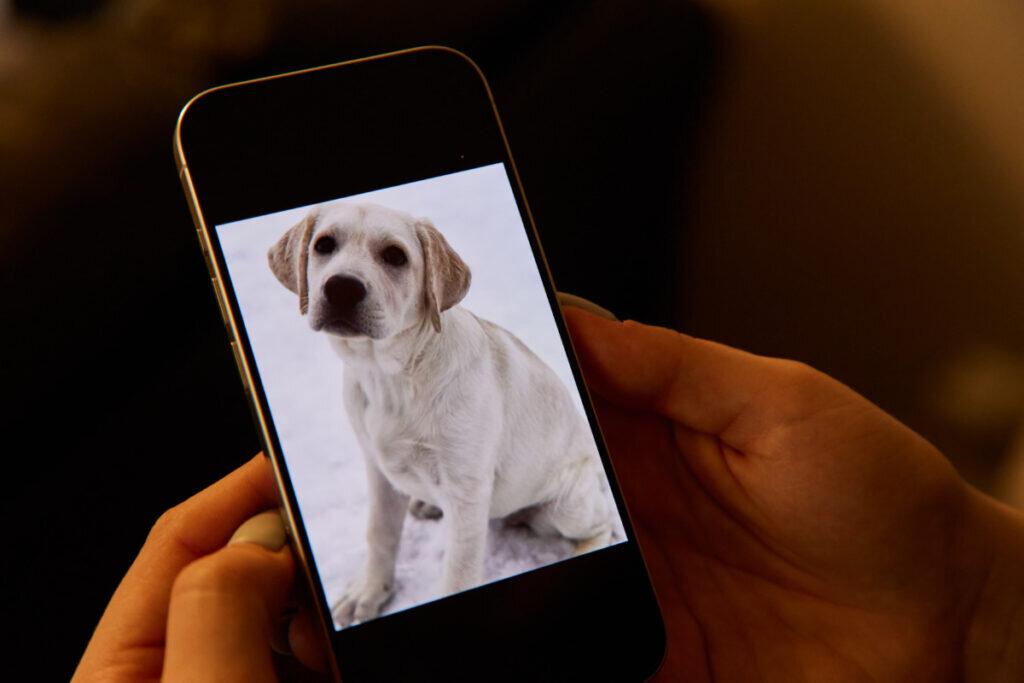 Вафля. Фото: Дима Жаров / АСИ