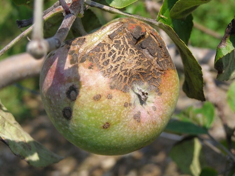 Чем обработать яблоню от парши весной