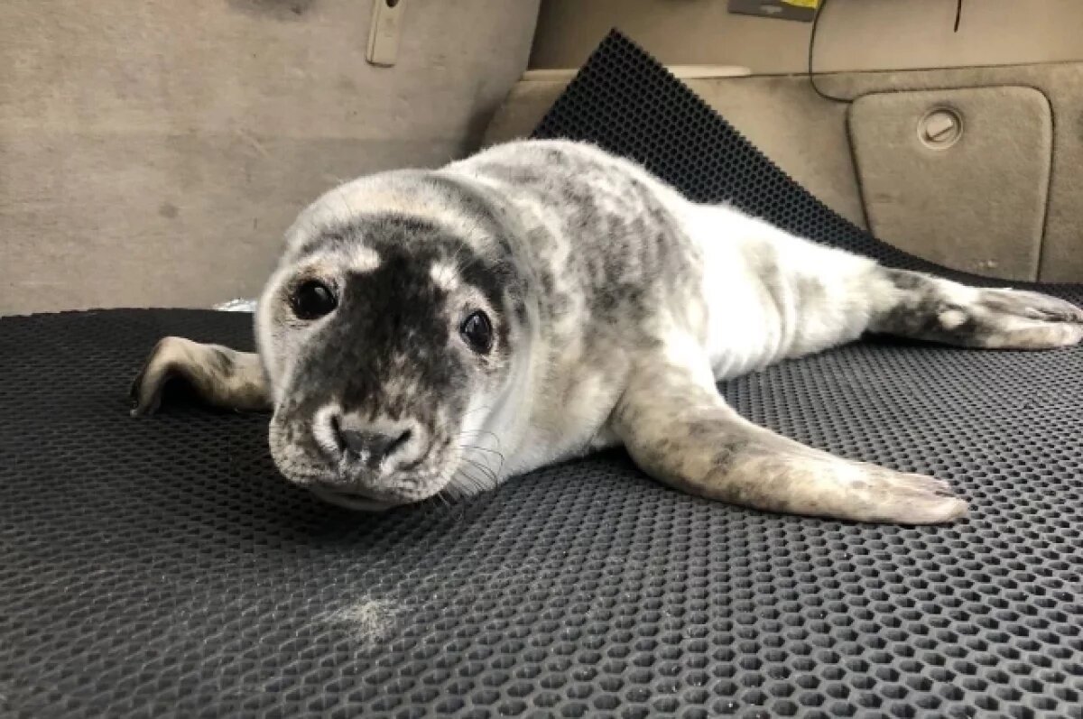    Петербургские волонтёры спасли щенка нерпы и тюленёнка