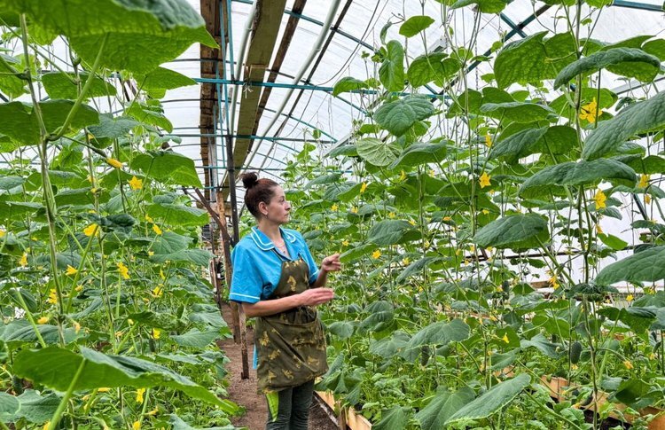    На ивановской семейной ферме в отапливаемых теплицах растут огурцы и брокколи