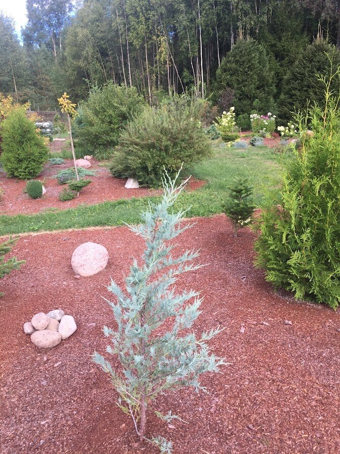 2018 thuja occidentalis Brabant справа