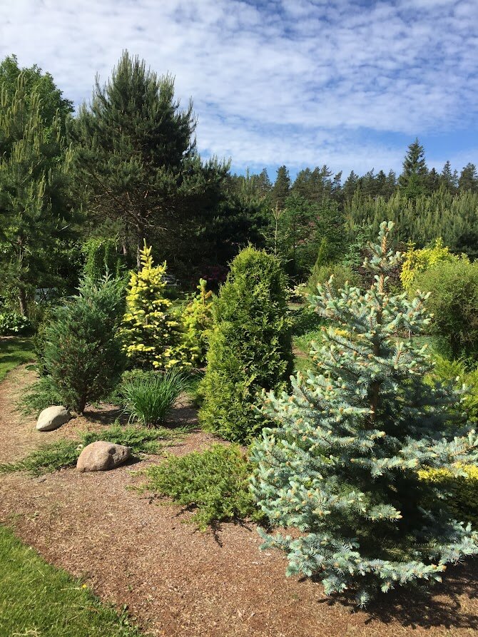  2021 thuja occidentalis Brabant в центре кадра