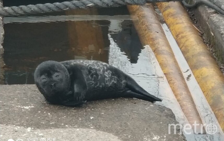    Центр оказания помощи редким видам морских млекопитающих показал новых пациентов.Пресс-служба ГУП "Водоканал Санкт-Петербурга".