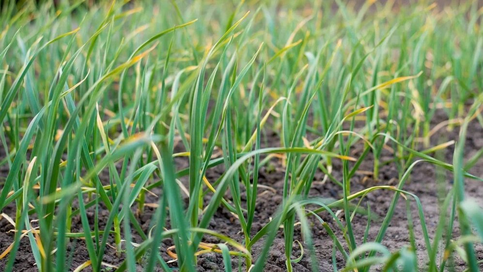 Зная причину пожелтения стрелок чеснока, можно быстро решить эту проблему.