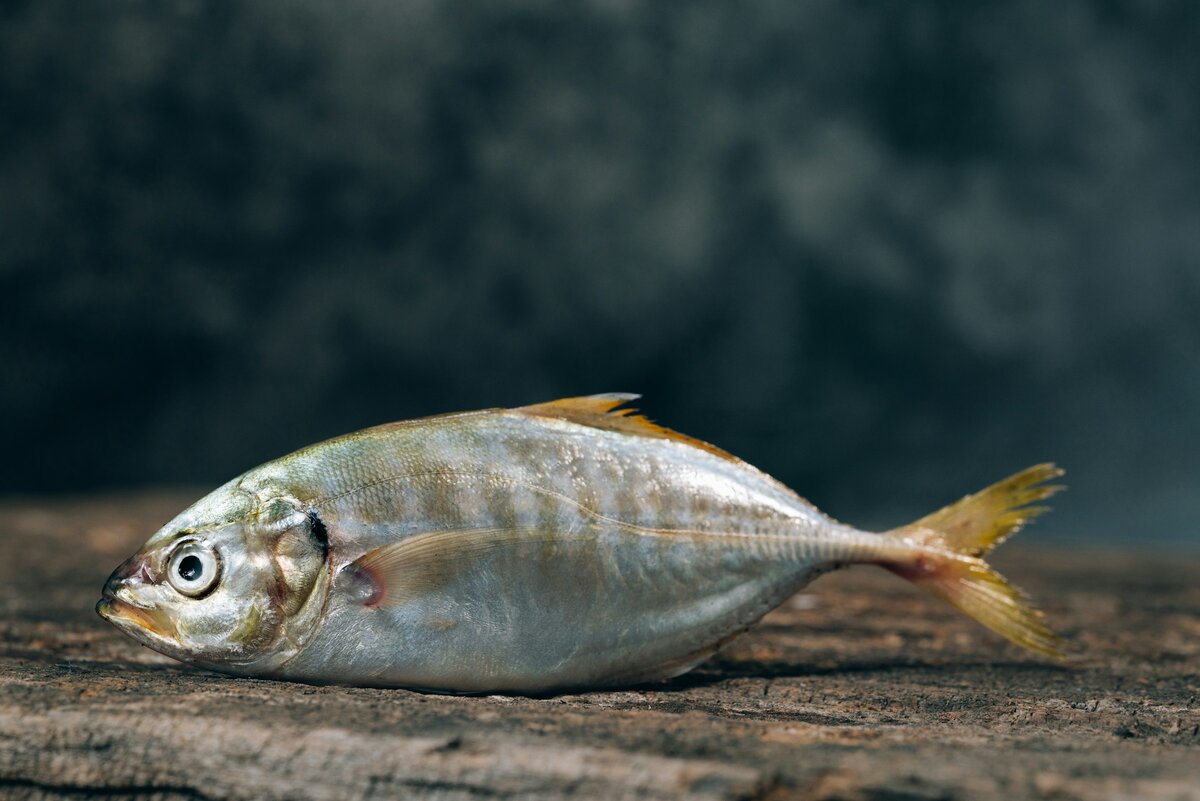    Сон про рыбу - к беременности или свадьбеUnsplash