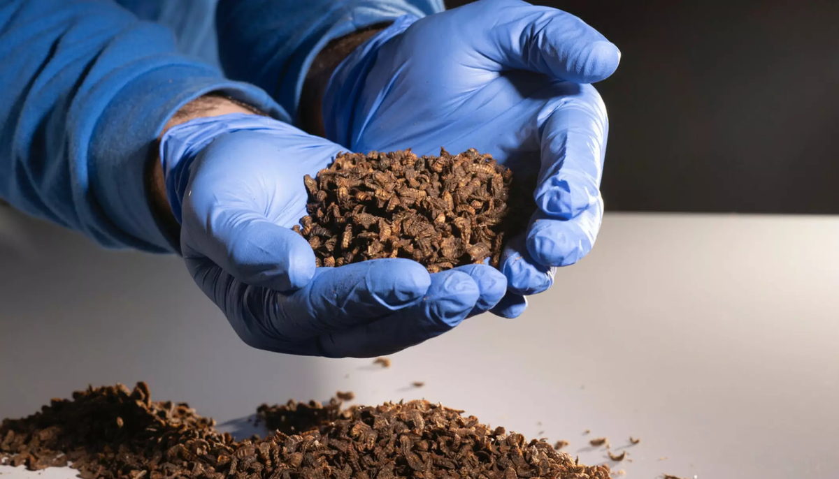 Высушенные личинки мухи "чёрная львинка" измельчаются в муку, которая служит кормом на аквафермах и входит в состав еды домашних животных