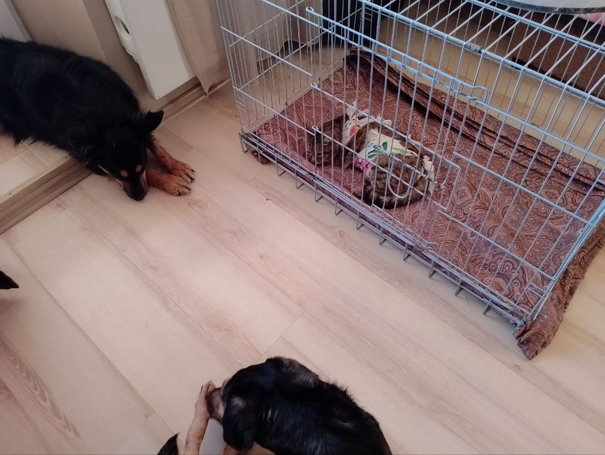 Почетный клеточный караул