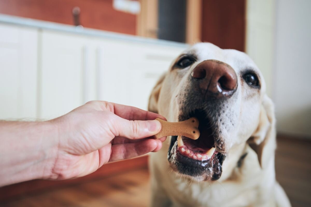 7 причин, почему ваша собака не ест из миски, но ест с рук? | Dog Breeds |  Дзен