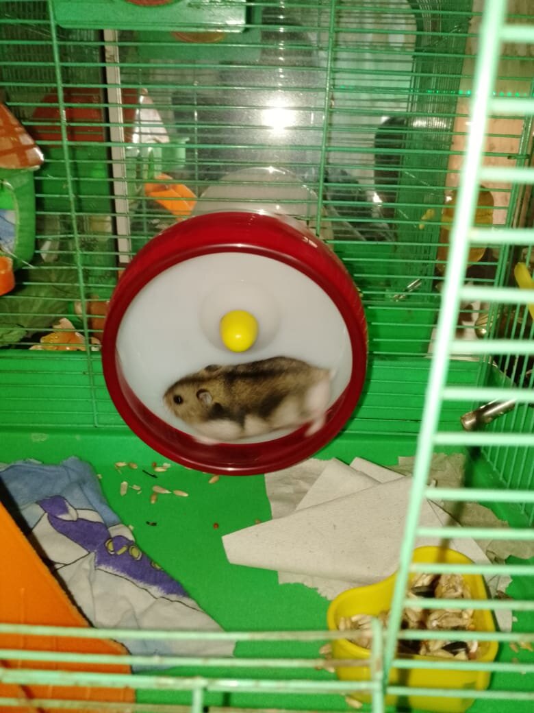 Кручусь, тут понимаешь ли как хомяк в колесе. Одного малыша пристроили, выслали фото как обживается