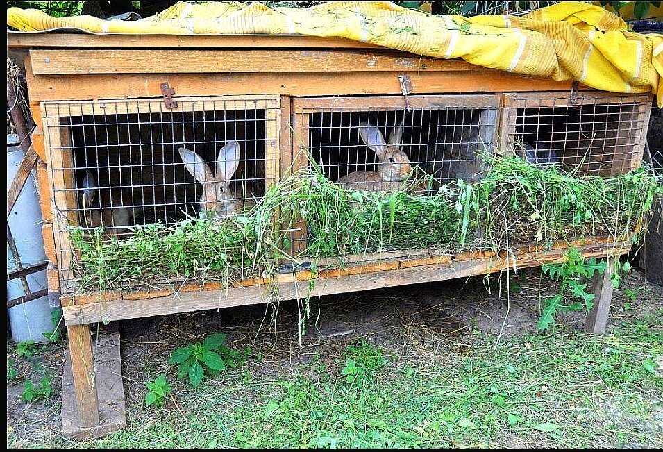 Фото из открытых источников