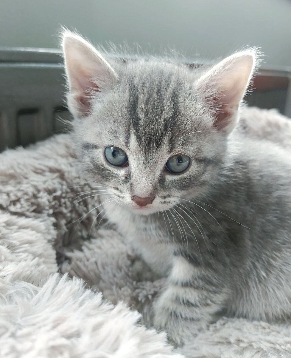 Очень маленькая кошка