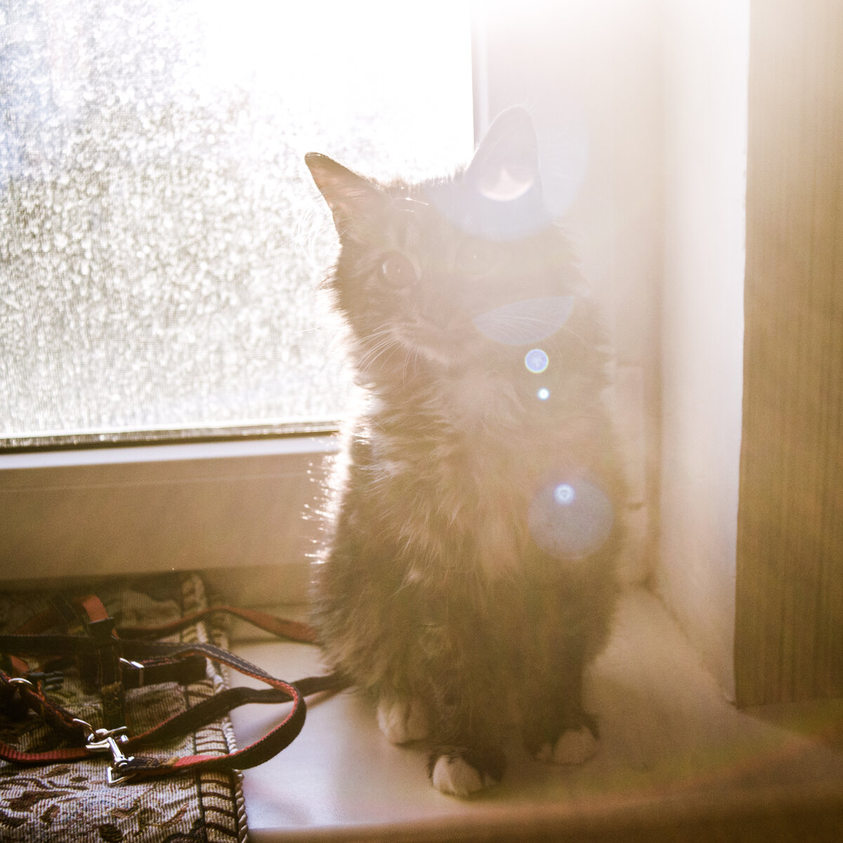 Шикотёнок, но уже очень серьёзный.:)