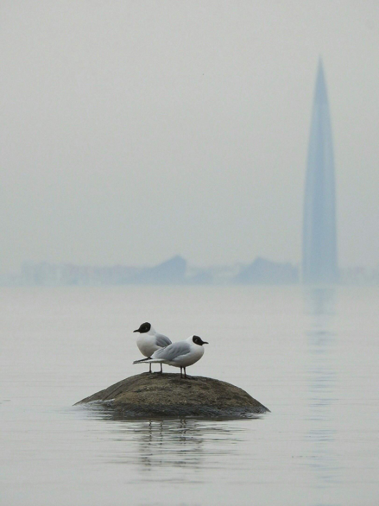 Фото: Natalya Vasilievna. Источник: https://vk.cc/cwoAen