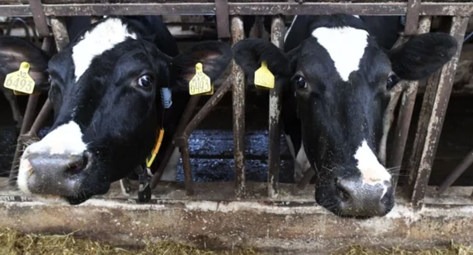    РИА «Новости»