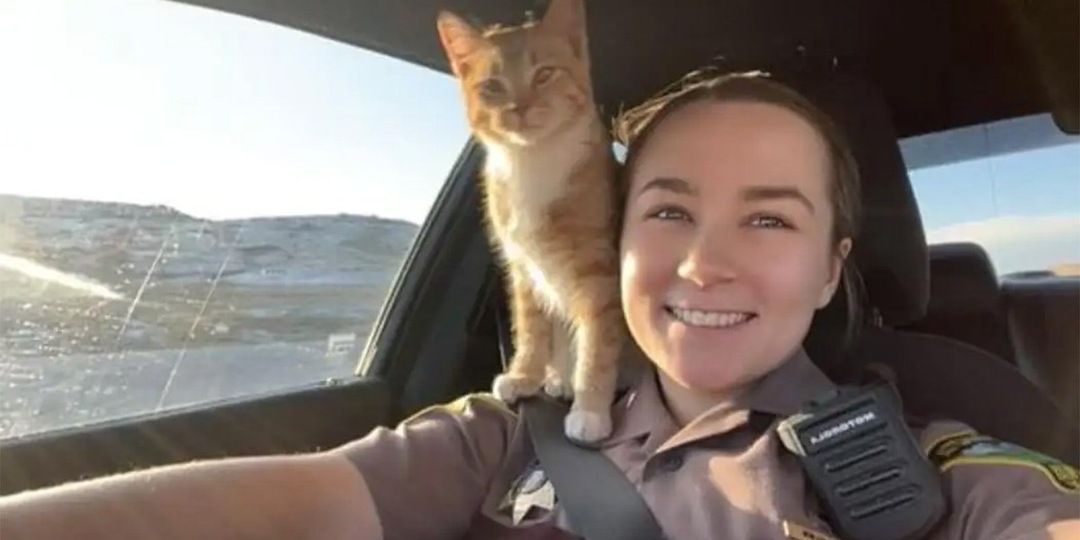 Бродячая кошка выбрала себе хозяйку, запрыгнув ей на плечи