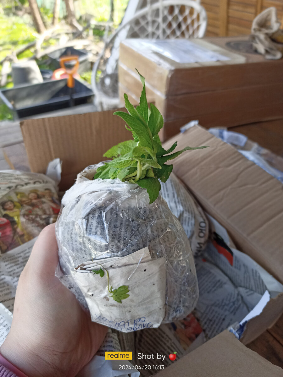 Посылка пришла из Ростовской области, все запаковано хорошо и надёжно. Это мой колокольчик рапунцелевидный. 