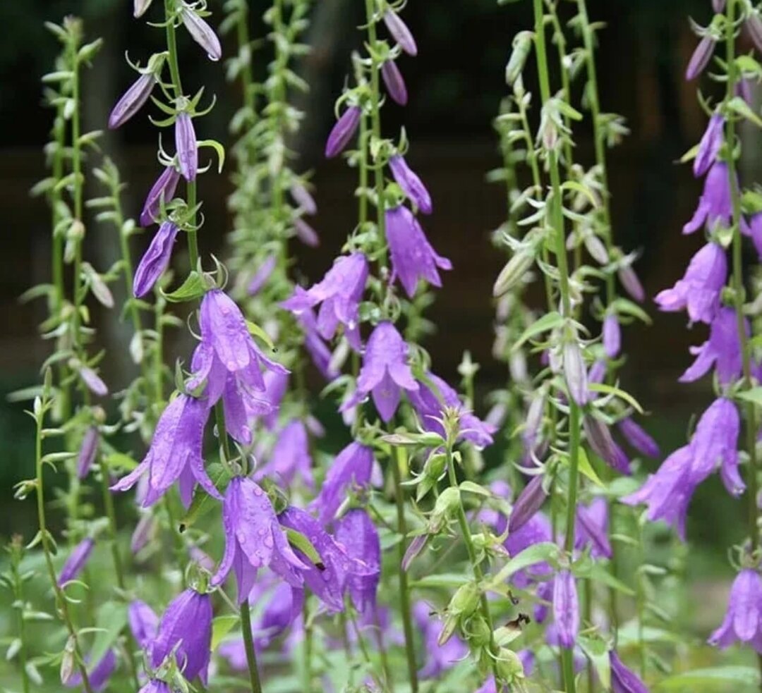 Колокольчик рапунцелевидный. Вот такой "сорняк" мне в саду просто необходим! Фотография из свободных источников.