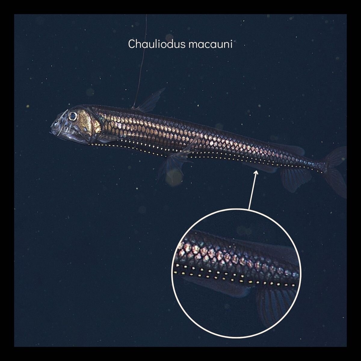 Автор фото – Monterey Bay Aquarium Research Institute (MBARI)