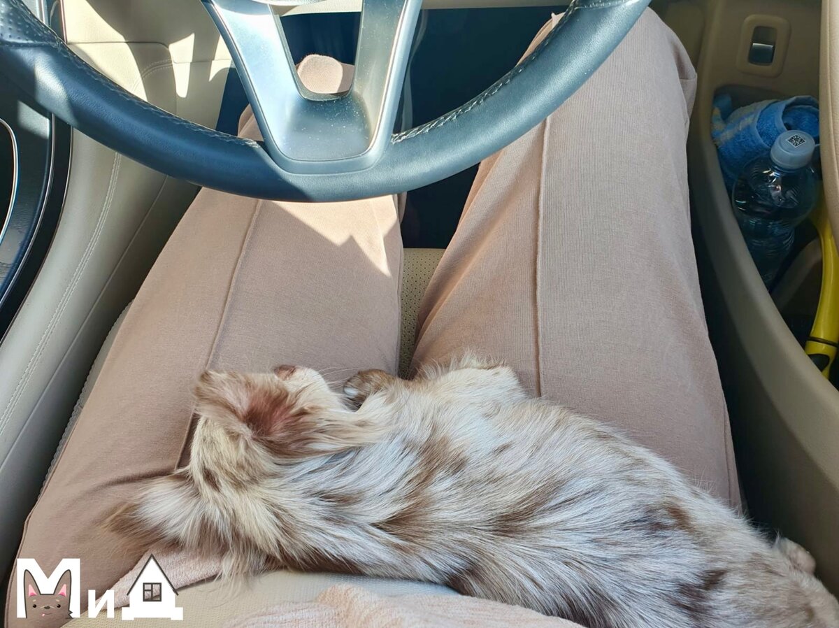 «Я с мамой везде! Иногда даже помогаю ей рулить!»