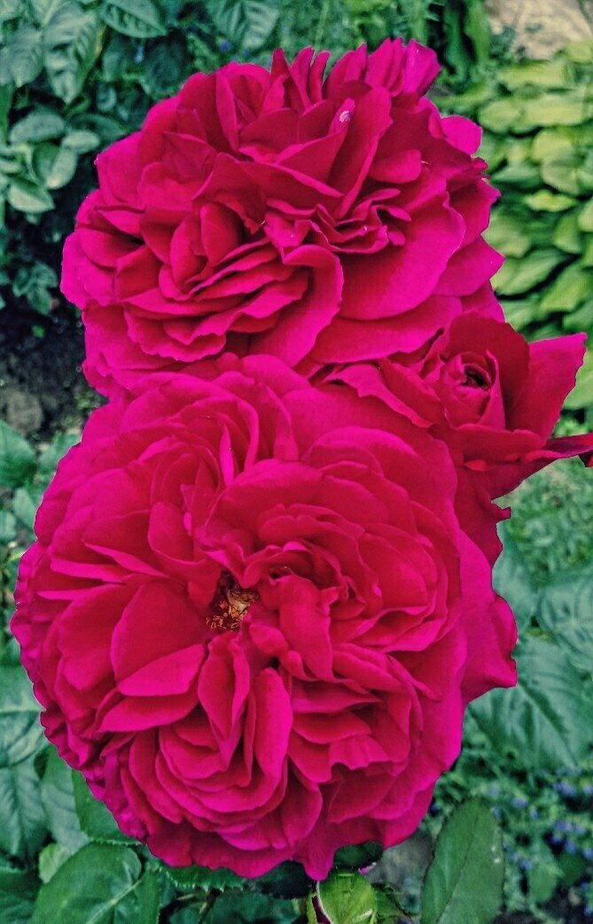 фото Ларисы