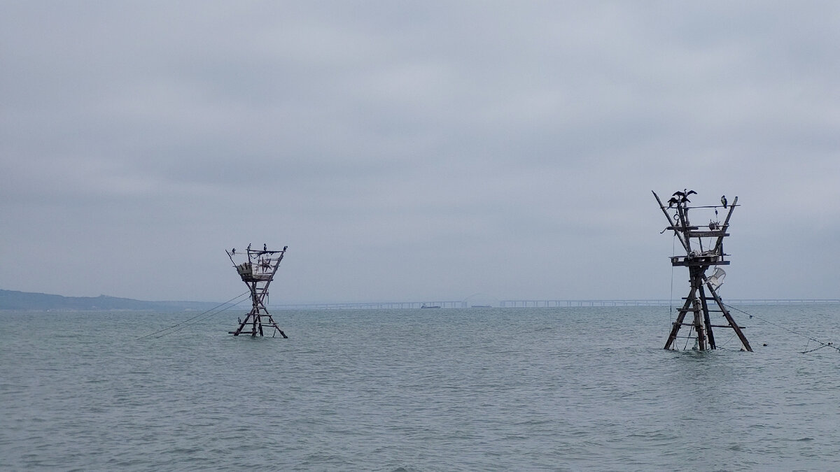 Каравии в Керченском проливе |2024| (c)yoklmnru